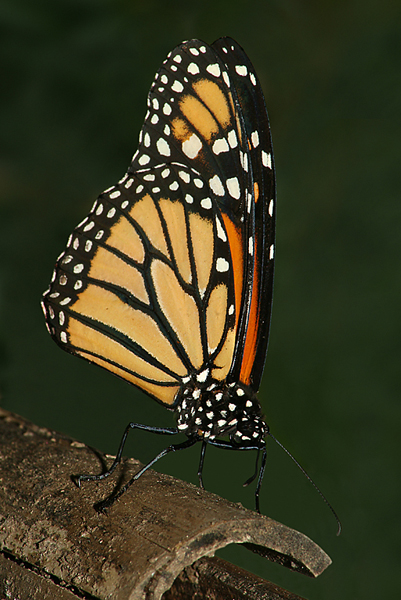 Monarch on Bamboo O'Malley P
